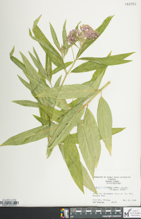 Asclepias incarnata subsp. pulchra image