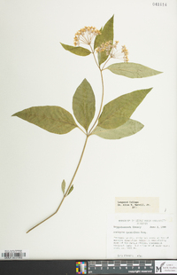 Asclepias quadrifolia image