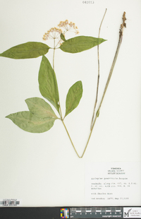 Asclepias quadrifolia image