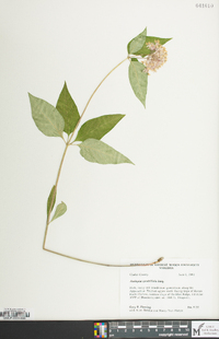 Asclepias quadrifolia image