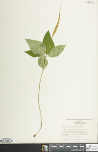 Asclepias quadrifolia image