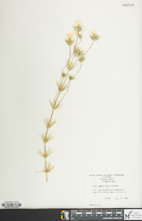 Leptosiphon grandiflorus image