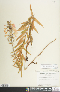 Phlox maculata image