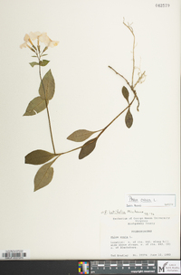 Phlox ovata image