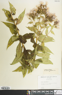 Phlox paniculata image