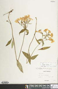 Phlox ovata image