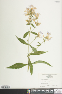 Phlox paniculata image