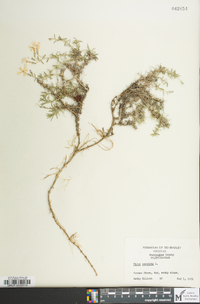 Phlox subulata image