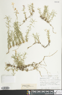 Phlox subulata image