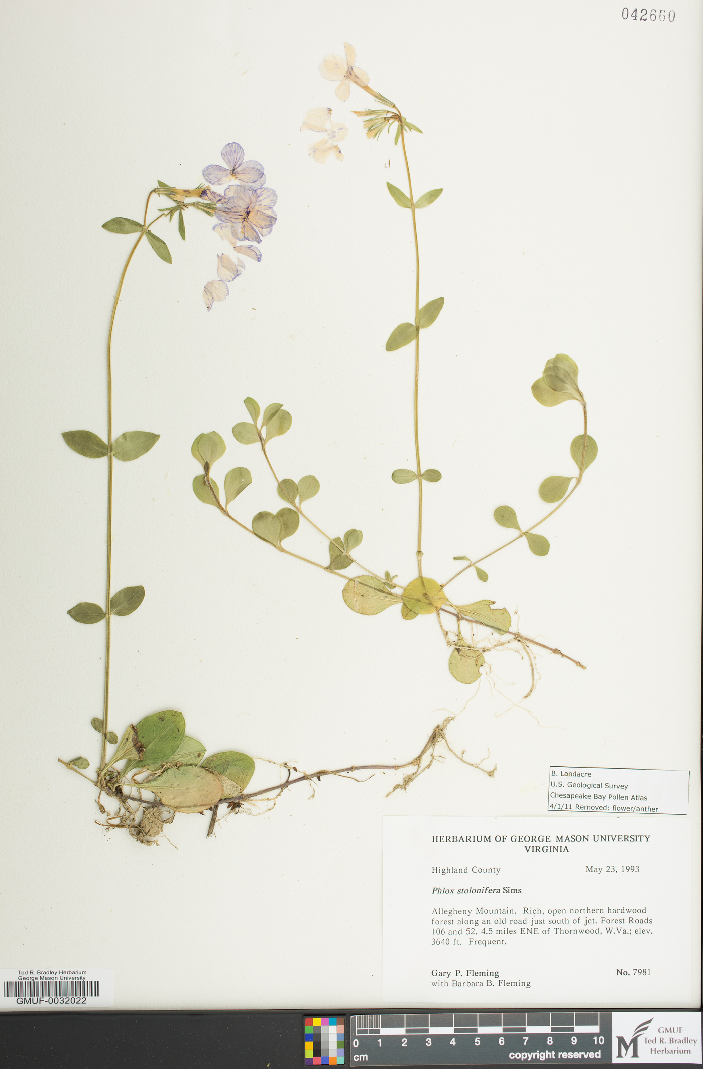 Phlox stolonifera image