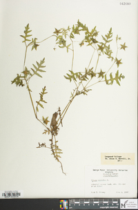 Ellisia nyctelea image