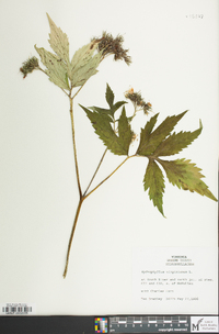 Hydrophyllum virginianum image