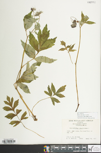 Hydrophyllum virginianum image