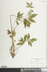 Hydrophyllum virginianum image