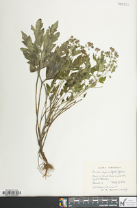 Phacelia bipinnatifida image