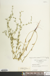 Buglossoides arvensis image