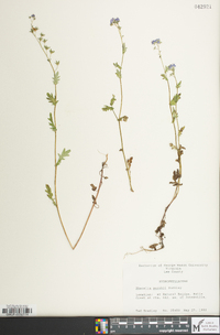 Phacelia purshii image