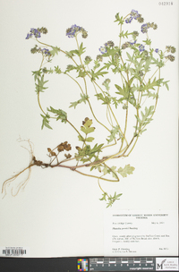 Phacelia purshii image