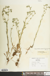 Buglossoides arvensis image