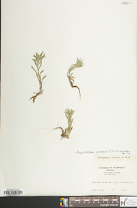 Buglossoides arvensis image