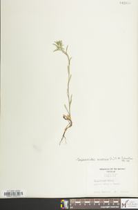 Buglossoides arvensis image