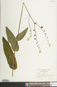 Andersonglossum virginianum image