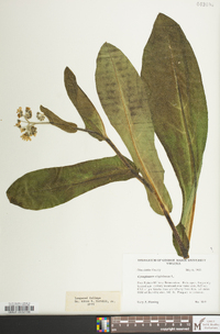 Andersonglossum virginianum image