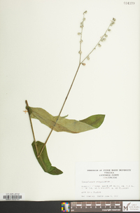 Cynoglossum virginianum image