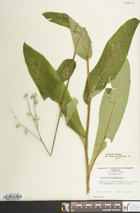 Andersonglossum virginianum image