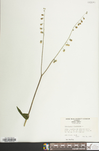 Andersonglossum virginianum image