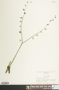 Andersonglossum virginianum image