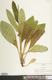 Andersonglossum virginianum image