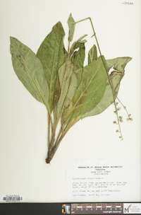 Andersonglossum virginianum image