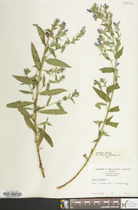 Echium vulgare image