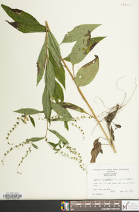 Hackelia virginiana image