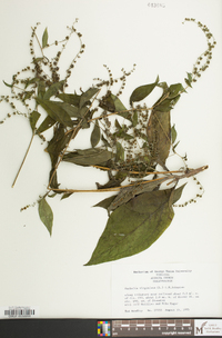 Hackelia virginiana image