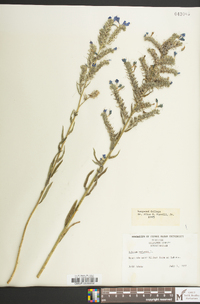 Echium vulgare image