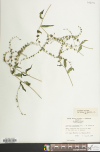 Hackelia virginiana image