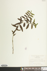 Lithospermum canescens image