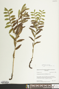 Lithospermum canescens image