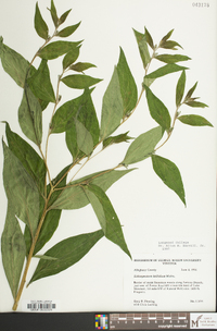 Lithospermum latifolium image