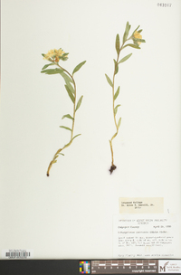 Lithospermum canescens image