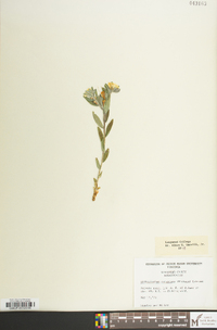 Lithospermum canescens image