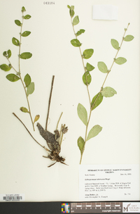 Lithospermum tuberosum image