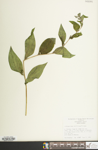 Lithospermum latifolium image