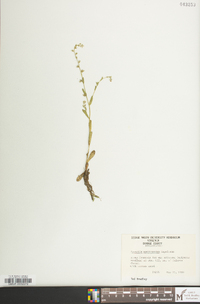 Myosotis macrosperma image