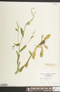 Myosotis macrosperma image