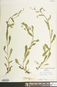 Myosotis macrosperma image