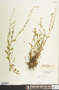 Myosotis macrosperma image