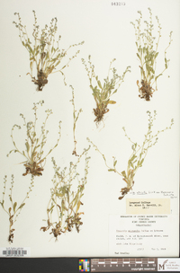 Myosotis stricta image